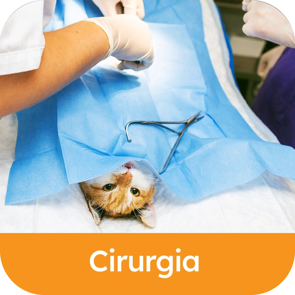 Cirurgia.webp