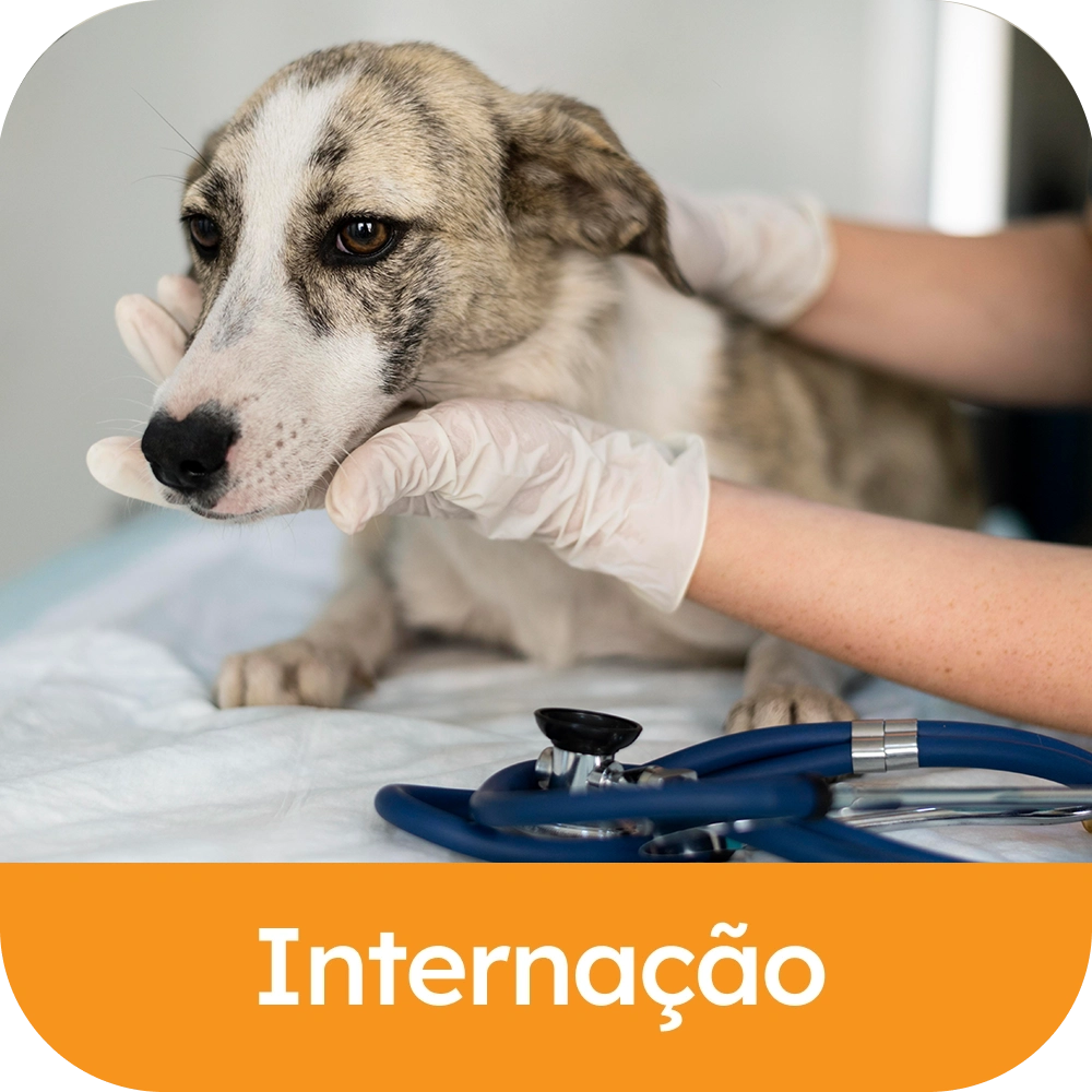 Internacao.webp